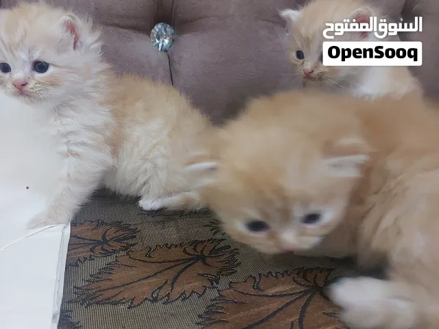 قطط عمر شهر واسبوعين اصليات