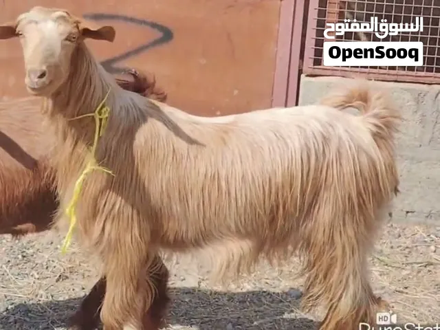 للييع صخله