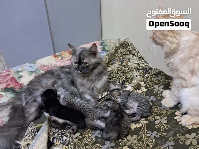 cats for free!!!