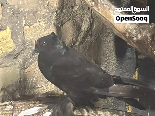 حمام زينه الذكر دمكش اسود والنثيه عروسه بيع او مراوس حسب الرغبه