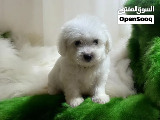 احلى واشيك ولد هافانيز Havanese ميني عنده 45 يوم