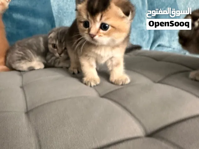 Scottish kitten munchkin male