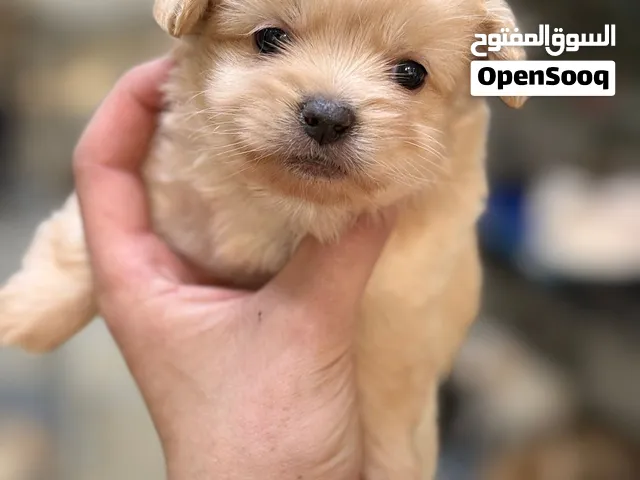Mini Golden Puppies  جراء ميني جولدن