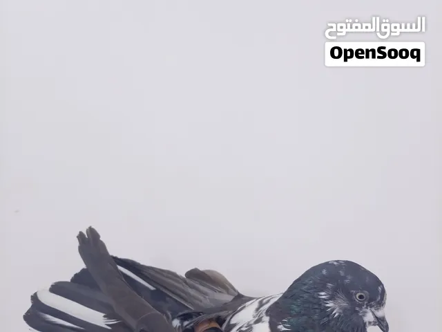 متاح حمام للبيع