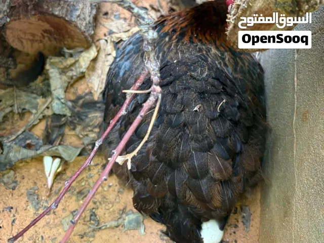 للبيع دجاجات وفروج أسترالي