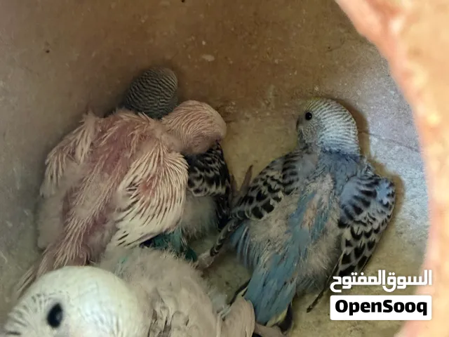 فروخ بادجي للبيع