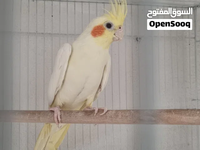 ازواج كروان وذكور كوكتيل واناث كروان وافراخ كروان متوفر جميع الأنواع بإذن الله