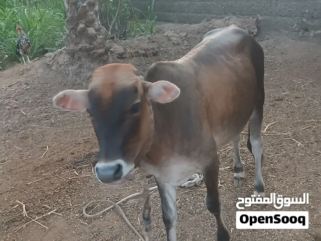 عجل عمااااني