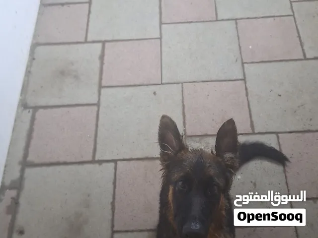 German shepherd for sale female