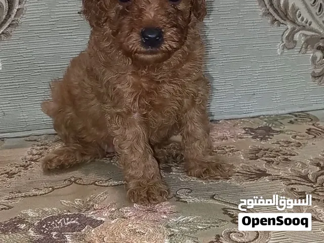 toypoodle male and female  available to meet new Family