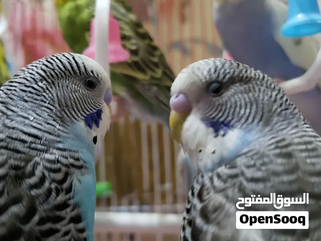 بيع عصافير كناري بادجي بسعر مخفض