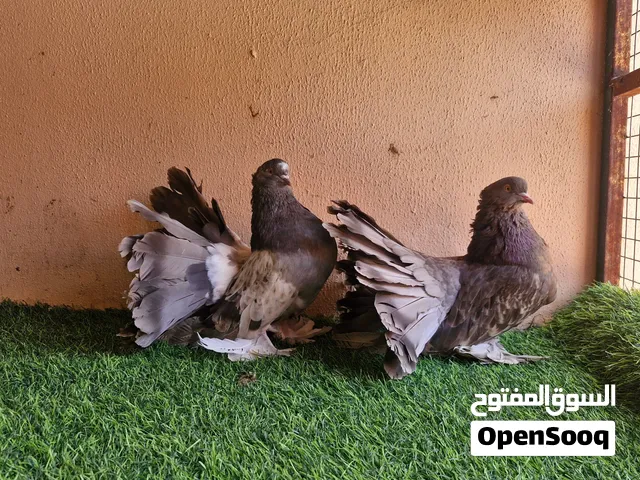 للبيع. أو بدل بطيور. حمام زينه
