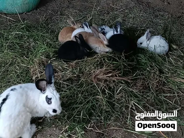 أرانب للبيع مدينة الخمس