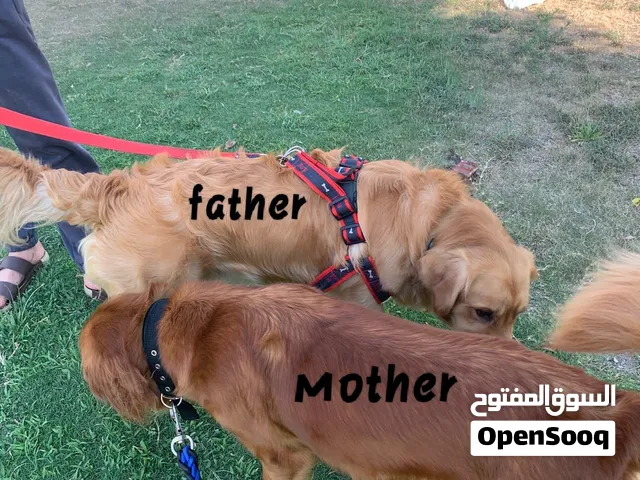 دباديب جراوي جولدن ريتريفر لونج هير ذكور وايناث