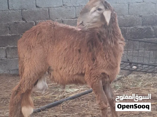 كباشه سودانيات صنف تبارك الرحمن سواكن وحمريات الحق عالزين حلال درجه اولى للتربيه  الي يدور فحول