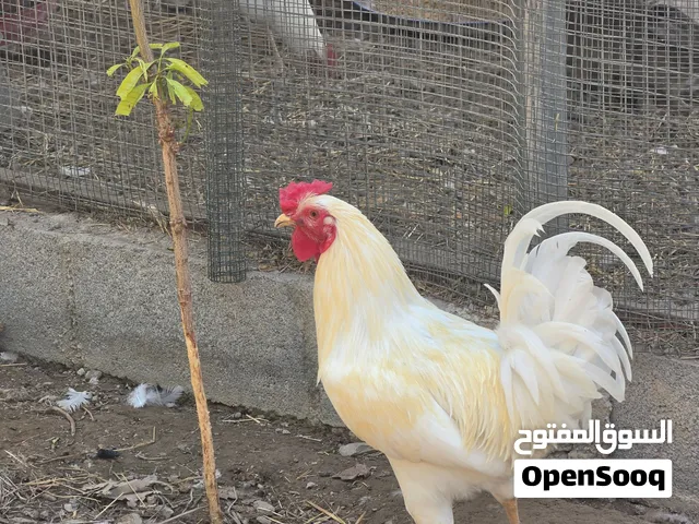 ديكاء فرنسيه اقل من سوق حجم ممتاز كبيرات وقت وقتهن