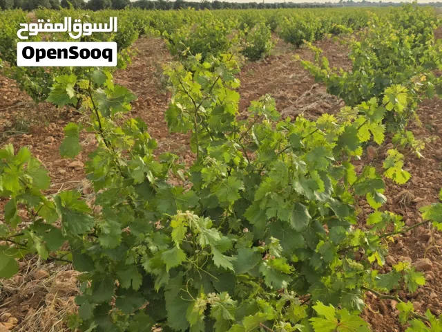 ارض زراعية سكنية 50 دنم طابو