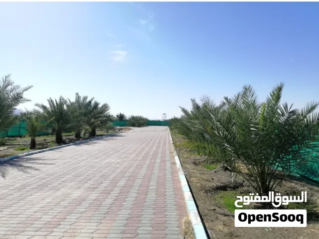 مزرعه مميزه راقيه قريبه من مدينة دبي بها مدخول شهري