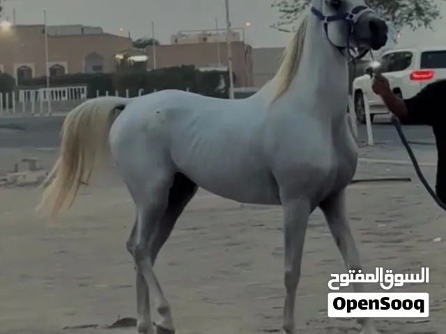 حصان مصري بيور يحمل دماء ابطال
