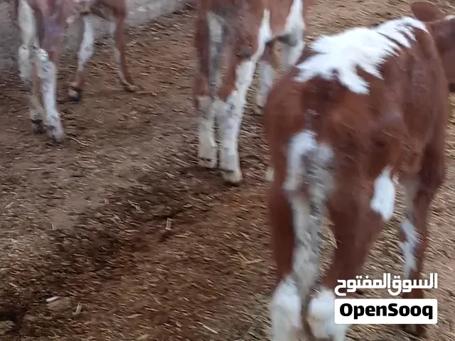 عجول نخب اول