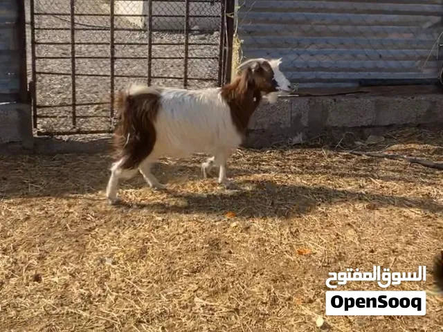 شاه  سمينه