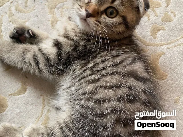 قطط اسكوتش فولد العمر شهرين  مدربين على اللتر بوكس بصحة جيدة اناث