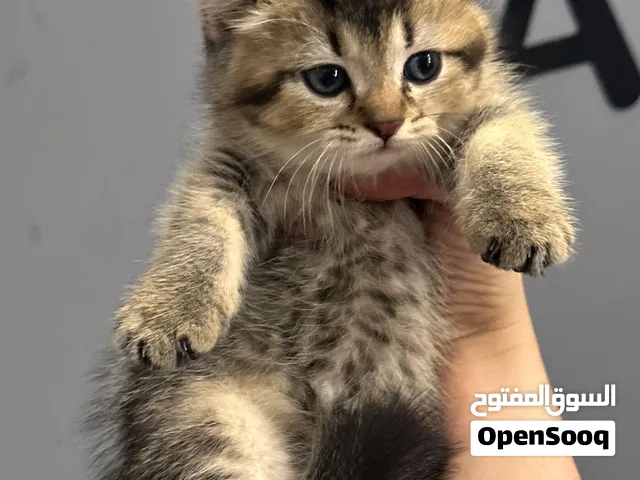 انثى سكوتش ستريت