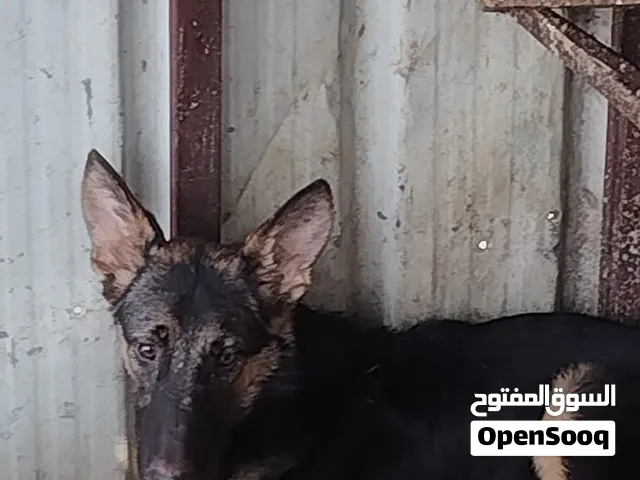 للبيع جيرمن 6 شهور