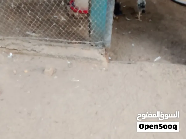 بط مصري الحبه علي ريالين