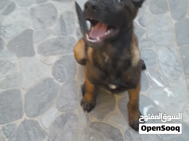 مالينوا شاربوني للبيع