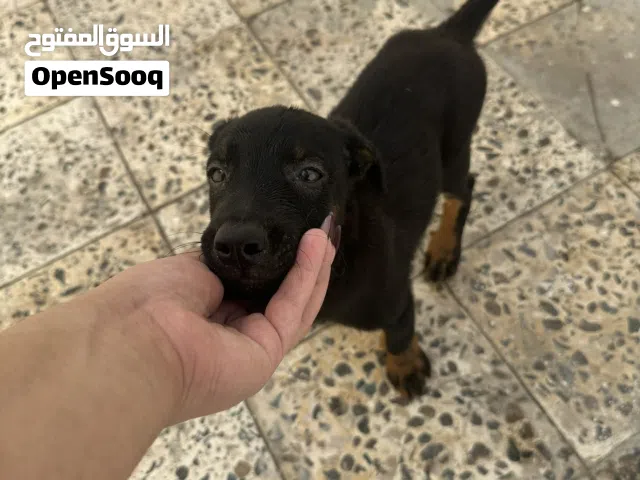 1 Doberman German Shepherd male puppy