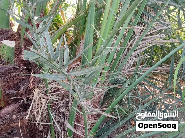 للبيع فسايل. زبد   خلاص الظاهره فرض نغل نغال هلالي مكران  وفسايل اخراء