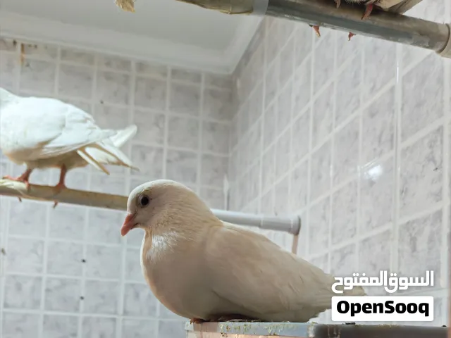4 حمامة بيضاء