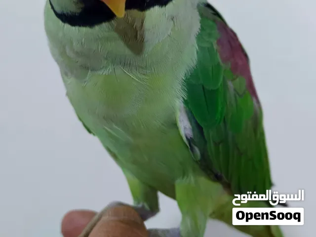 سعر مناسب فحل نيبالي اليف متكلم على اليد نظيف جداا