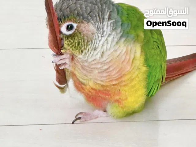 بغبغان جرين شيكد كونيور متلكم و مدرب