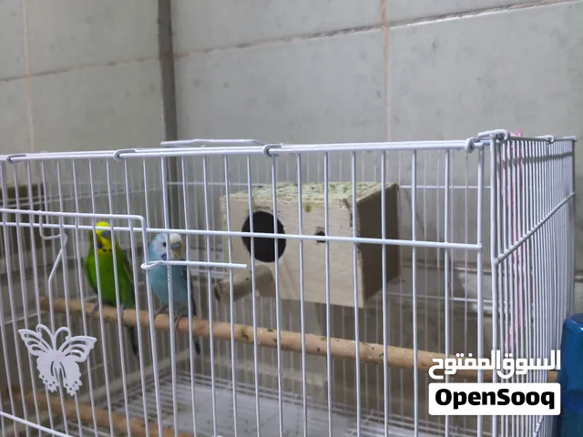 النوع: بادجي / ببغاء الدرة الأسترالي (Budgerigar). عدد الطيور: 2. مافيهم شيء 350 درهم