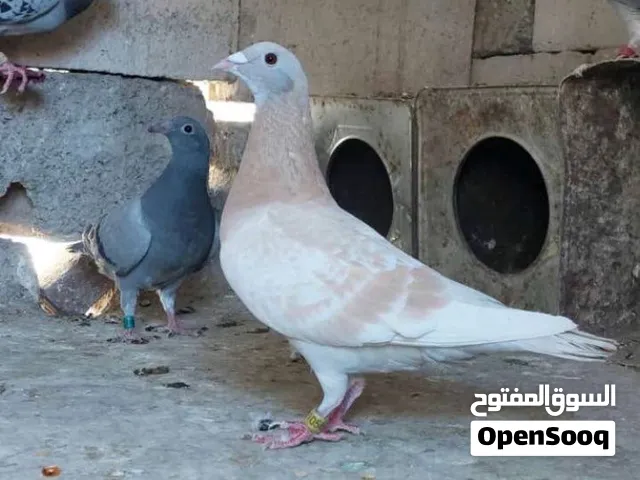 زاجل زوج أبطال وفرخ