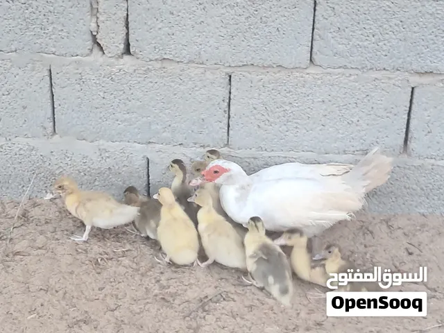 بطه رصاصي تحتها 10 رصاصي مكان مصراتة