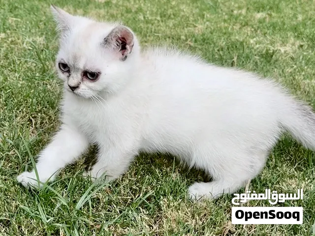 سكوتش ستريت سلفر نقي 100/100 من ام واب استيراد اوكرانيا