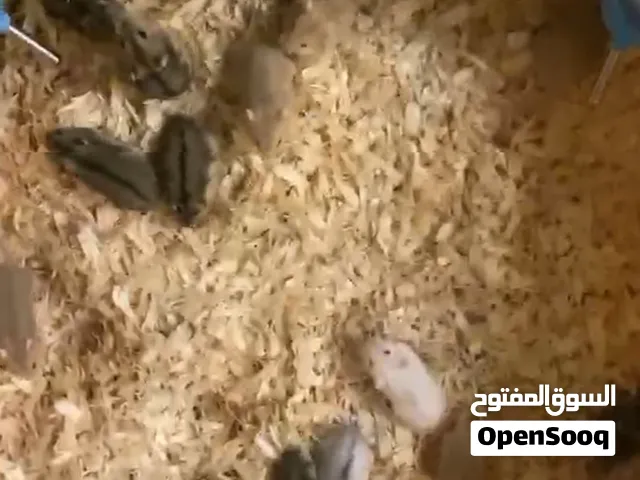 هامستر روسي