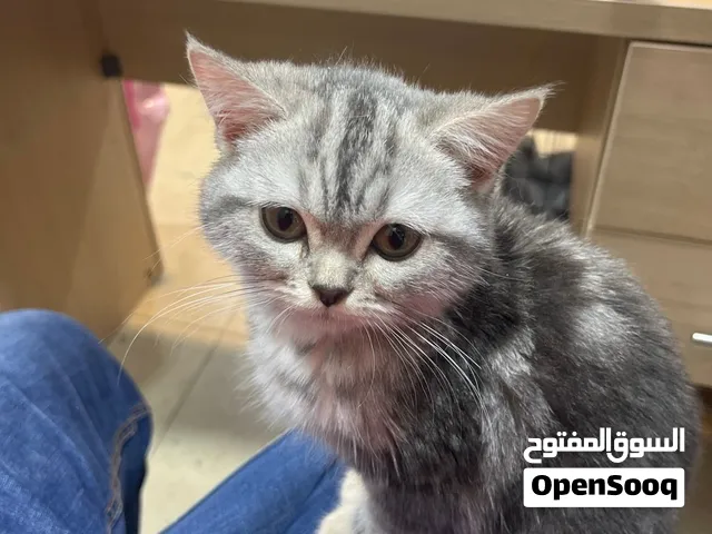 سكوتش ستريت سعر عرض ناااااار مغ باكيج مع مطعوم وصحة ونظافة العرض لمدة 24 ساعة ب49.99
