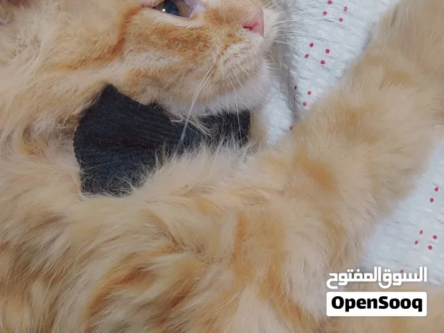 قط للتبني عمر سبع اشهر النوع مكس ( هملايا ، بيرشن افطس )