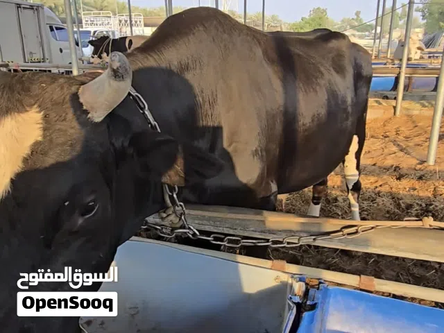 ثيران عدد 2 حجم كبير