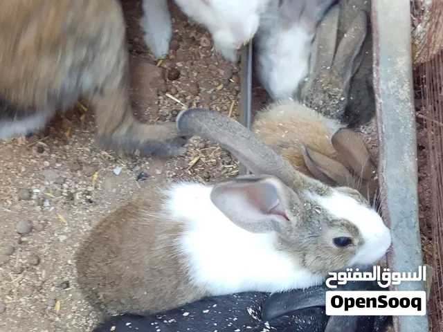 ارانب للبيع كوم 12 ارنب  6 ارانب مواليد شهر 6 3 ارانب مواليد شهر 8 2 اناثي عمر سنه تقريباً  وذكركبير
