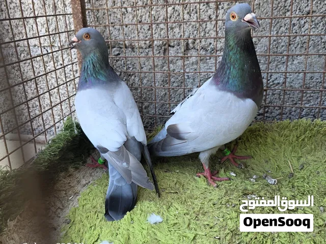 زوج حمام زاجل بارلس