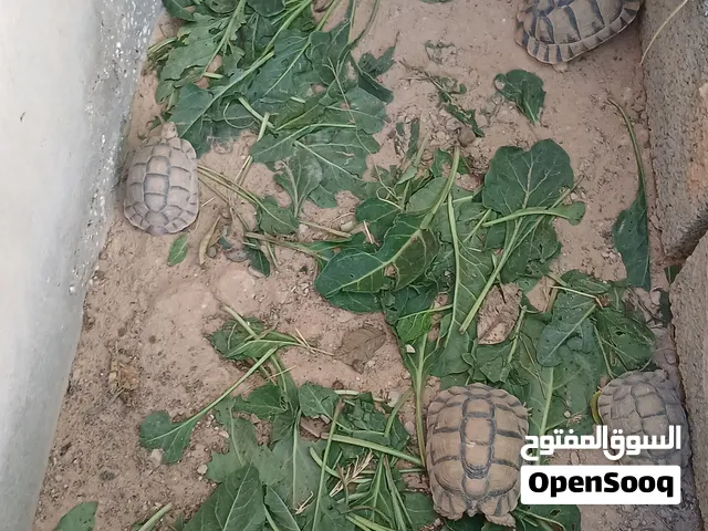 سلاحف للبيع