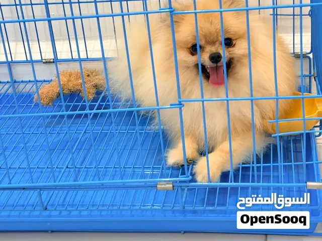 Pomeranian pure