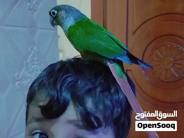 كنيور أليف ولعوب ويه الاطفال طير خشن وحلو للبيع او لمراوس