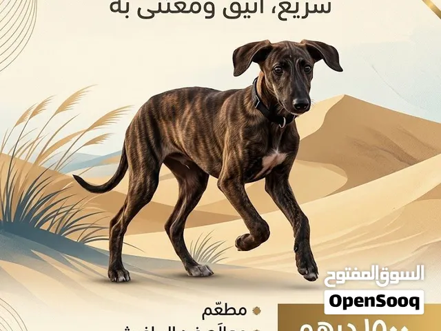 سلوقي ~ مع قريهاوند