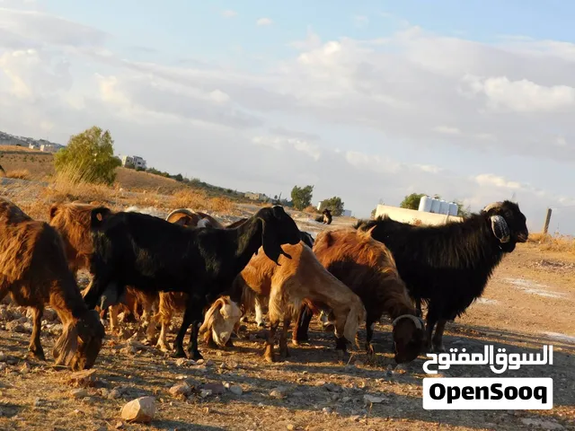 أغنام بلدي: عدد(9)